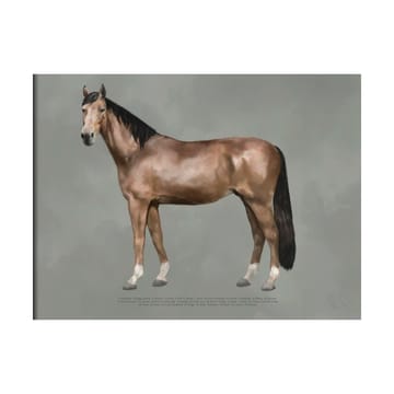 The Anatomy of the Horse poster - 50x70 cm - Kunskapstavlan®