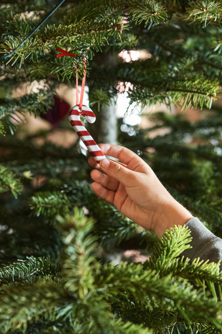 En hånd holder en hengende polkagris i et juletre.